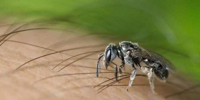 Uštipnutie hmyzom môže prenášať črevné parazity
