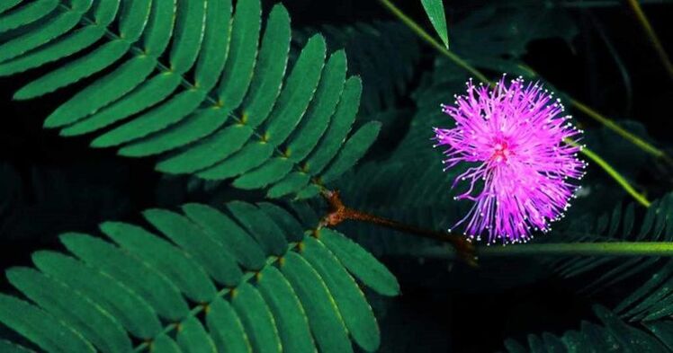 Semená Mimosa Pudica pomáhajú odstraňovať parazity z tela