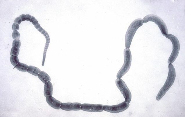 Pásomnica uhorková